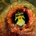 blenny_fang_bottle_kbraerpr3_h_0334_sul7187.jpg